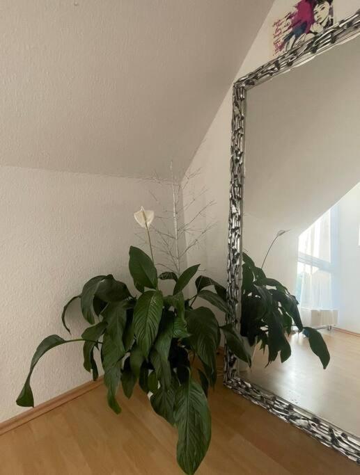 Dresden Escape Schicke 2 Zimmer Wohnung 외부 사진